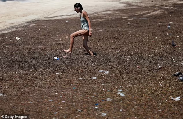 Sejumlah Besar Rumput Laut yang Terdampar di Pantai ini Mengandung Bakteri Pemakan Daging Berbahaya