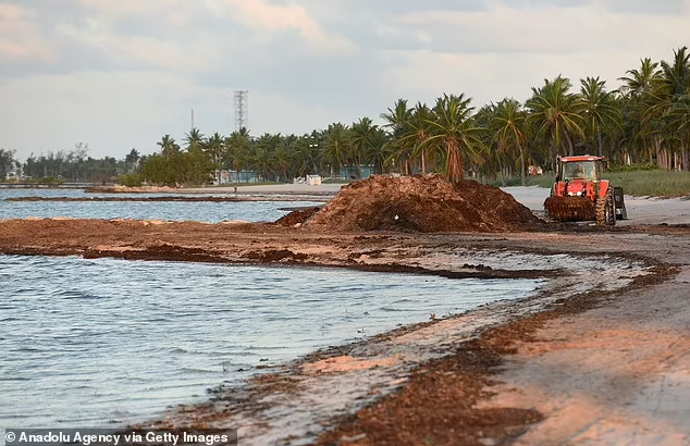 Sejumlah Besar Rumput Laut yang Terdampar di Pantai ini Mengandung Bakteri Pemakan Daging Berbahaya