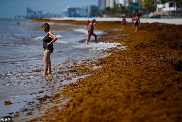Sejumlah Besar Rumput Laut yang Terdampar di Pantai ini Mengandung Bakteri Pemakan Daging Berbahaya