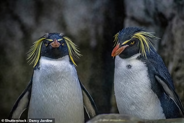 Spesies Pinguin Rockhopper Utara Langka ini Telah Lahir di Kebun Binatang Edinburgh