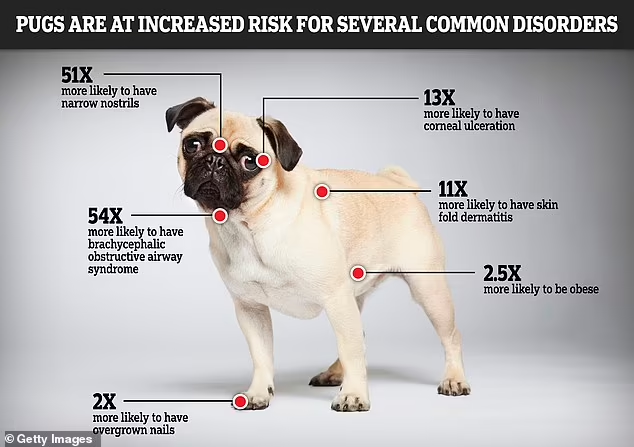 Ras Anjing Pug dan Bulldog Sangat Terkenal dan Lucu Namun Mudah Menderita Masalah Kesehatan Terkait Pernapasan