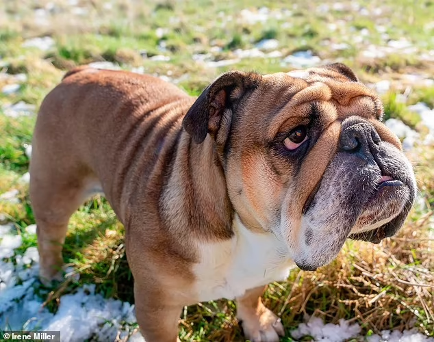 Ras Anjing Pug dan Bulldog Sangat Terkenal dan Lucu Namun Mudah Menderita Masalah Kesehatan Terkait Pernapasan